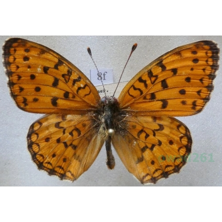 Argynnis niobe (Linnaeus, 1758) Dostojka niobe Armenia8f